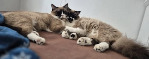 2 Ragdoll BKH Kater suchen neues Zuhause