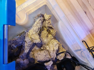 Lebendgestein Riffkeramik