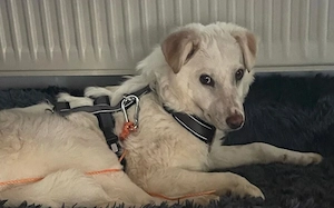 Sanfte und feinfühlige Lita sucht ihre Menschen