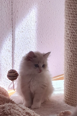 Reinrassigen Kätzchen "Newa-Masquarade"