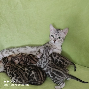 Wunderschöne Bengal Kitten mit Stammbaum.