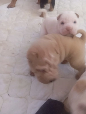 Welpen Shar-pei Bild 2