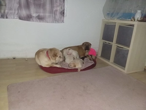 Welpen Shar-pei Bild 3