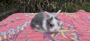 tolle Zwergkaninchenbabys abzugeben, Satinzwerge 