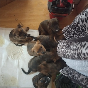 Hallo wir sind wunderschön welpis