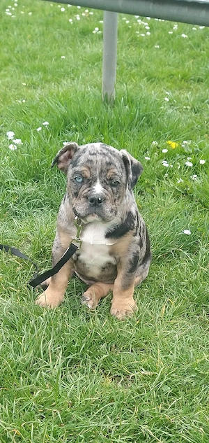 New englische bulldogge Welpe Rüde 