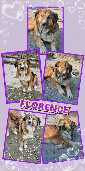 wunderschöne, liebe, menschenbezogene, lustige Hündin "Florence" sucht ein Zuhause