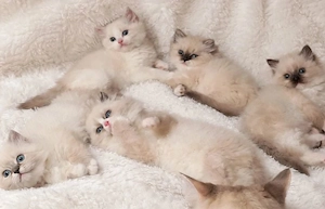 Weibliches Ragdoll-Kätzchen