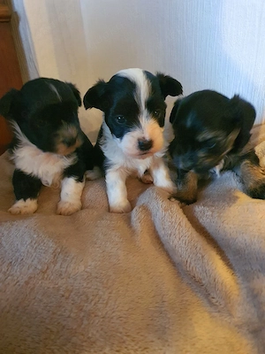 Bolonka Zwetna Welpen 