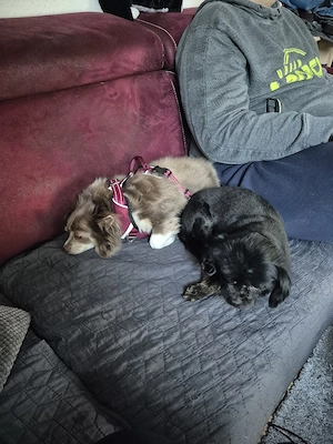 Schnubbel und Georgy suchen dringend ein neues Zuhause