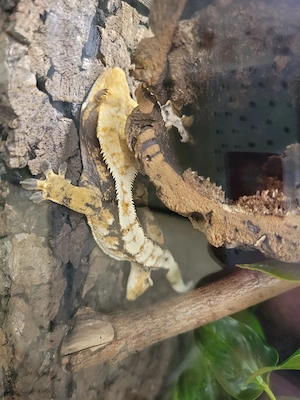 Kronengecko Harlequin Sept 24