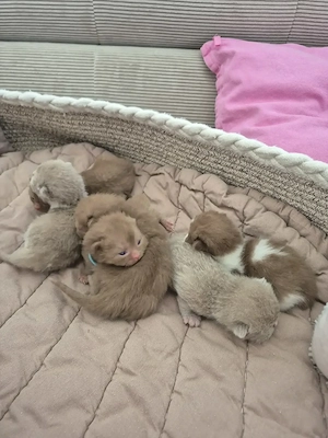 Britisch Kurzhaar Kitten 