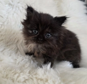 Britschlanghaar Mädchen 