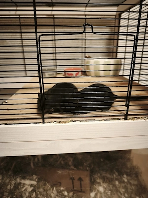 rennmäuse männlich 