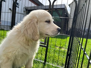 Golden Retriever Welpe Rüde