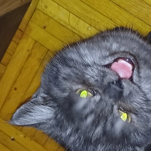 Wir *Suchen* Bkh gerne auch Teenager der neues zuhause sucht