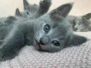Reinrassige Russisch Blau Kitten aus liebevoller Aufzucht ab Ende Juni 