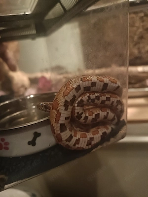 kornnattern schlangen 