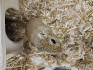 2 Mongolische Rennmäuse