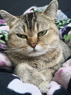 Liebe 3 jährige British kurzhaar Katze 