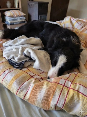 Kleine Border Collie Hündin 12Mon 11kg 43cm aus Kroatien 