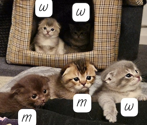 Katzenbabys Mischling. 