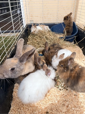 Kaninchen in liebevolle Hände zu geben 