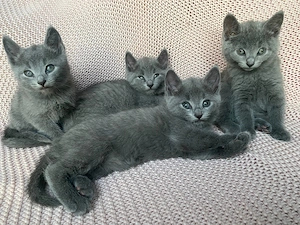   Wunderschöne Russisch Blau Kitten aus liebevoller Aufzucht ab Ende Juni 