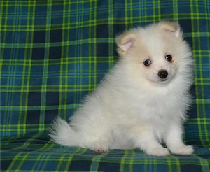 Stubenreine Pomeranian-Welpen