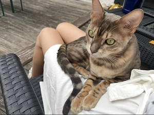 Super lieber Bengal Kater Mix abzugeben 