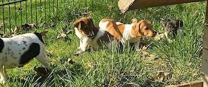 Abzugeben Jack Russell Terrier Welpen reinrassige mit Stammbaum 
