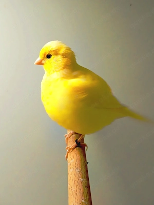 kanarien Vögel fife fancy 