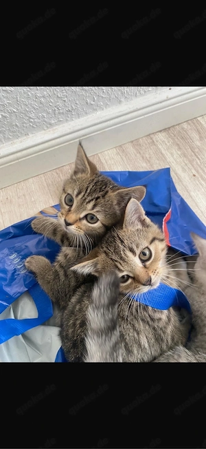 baby katzen 12 wochen 