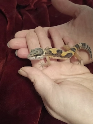 Leopardgeckos männlich 