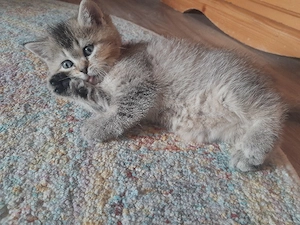 süße baby katzen bkh mix