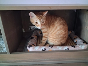 Sines   liebevolles Kitten sucht Zuhause mit Katzenfreund