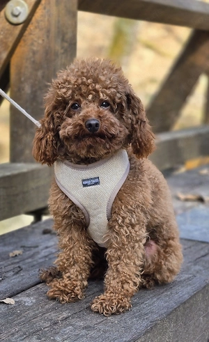 Toypudel Deckrüde KEIN VERKAUF Malteser maltipoo havanser goldene Retriever labrador  usw