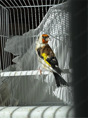 verkaufe ein männlich stieglitz major 