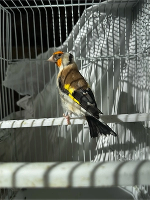 verkaufe ein männlich stieglitz major 