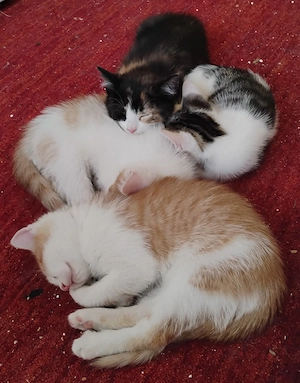 Süße bunte Katzenbabies in Berlin