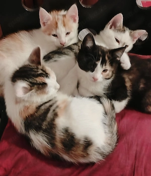 Süße bunte Katzenbabies in Berlin