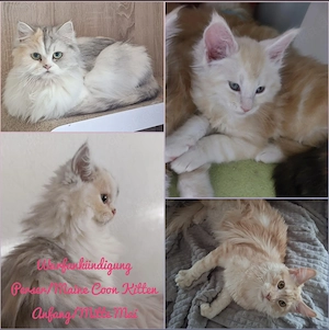 Wurfankündigung besondere Edelmix Kitten Maine Coon Perser