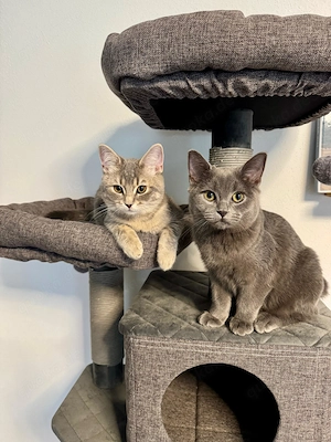 Zwei super süße BKH kitten Kater Katzen