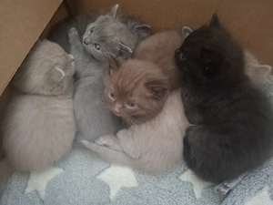 Britische Kurzhaar Kitten 