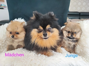  Zuckersüße Zwergspitz Pomeranian Welpen!