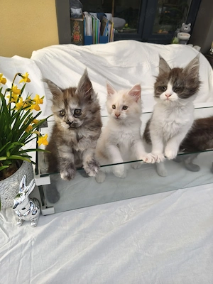 Reinrassige Maine Coon Kitten mit Stammbaum von Zücht "Whisker Oase"