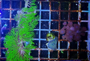 Korallen Paket_Ableger Paket_3 Korallen_Meerwasser