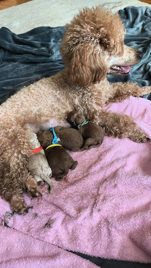 Toy- Zwergpudel Welpe