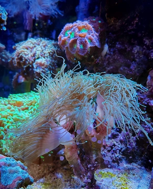 Koralle_Euphyllia Todd Torch_3 Köpfe_Meerwasser