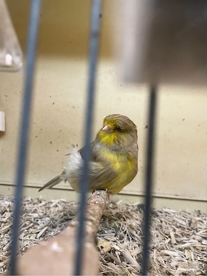 Crest Kanarien Hahn Crestbred Bild 2